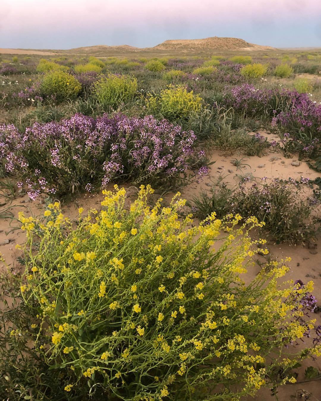 Flowers In The... - Bahrani History التَّارِيْخُ البَحْرَانيّ