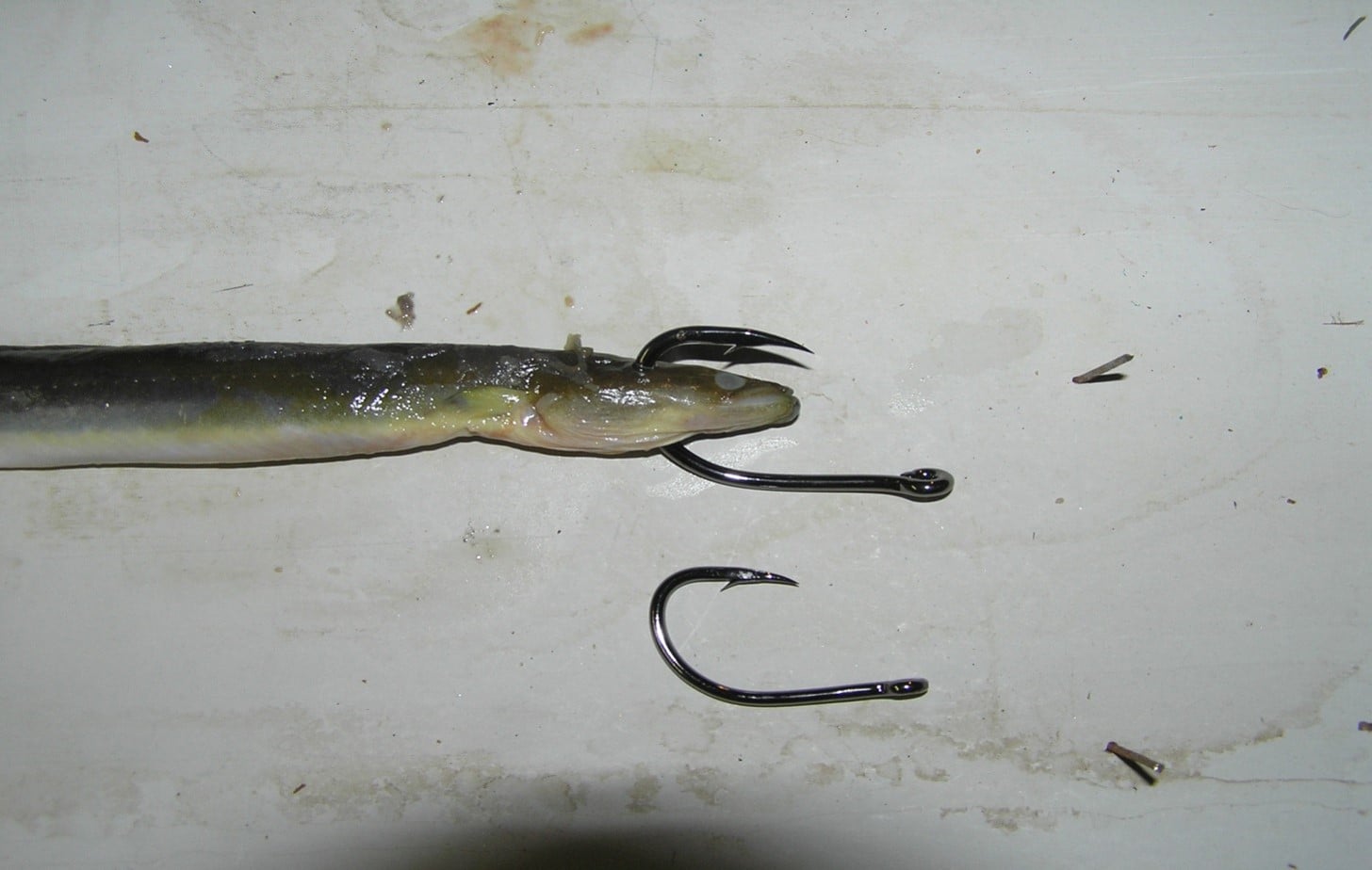 bristol fishing pole 1909 Ad Steel Rods Fish Hook Horton Tarantula Legs Black Foam Model:BLR60802MHA 8' 15-25lb 1/2-4oz european