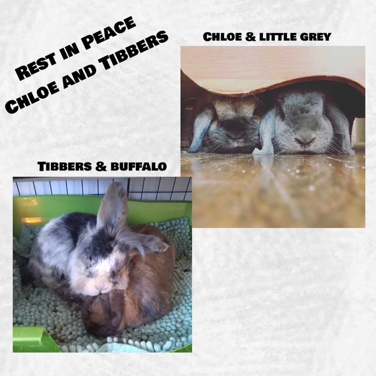 Our next update is that we are... - Hug-a-Bunny Rabbit Rescue