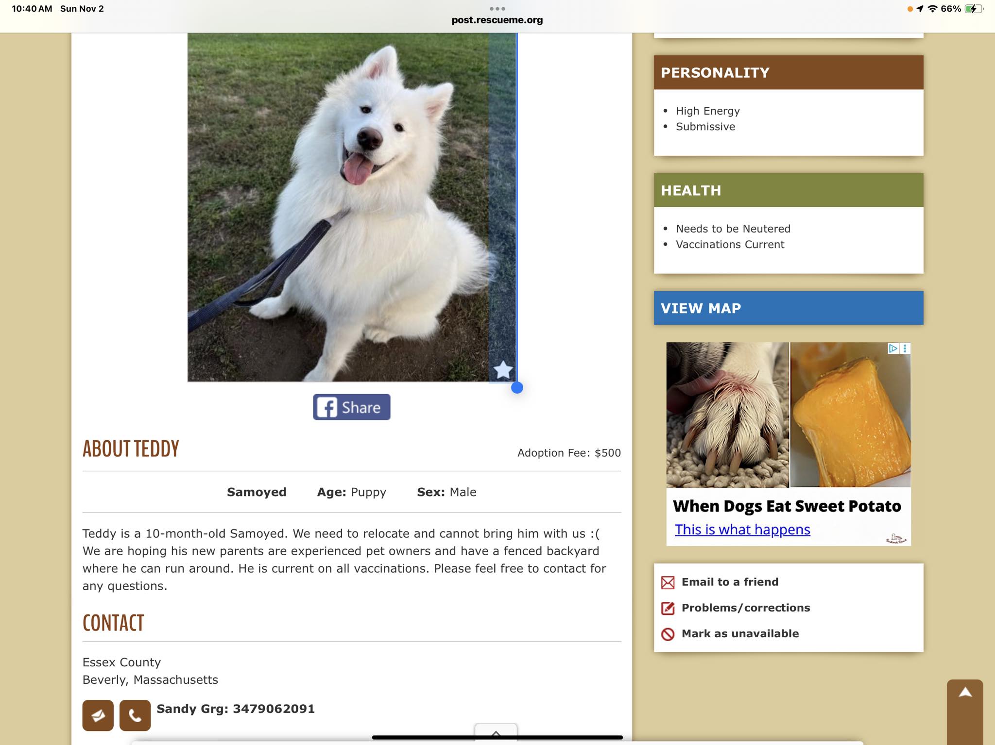 Boston Samoyeds | Rescue me.org has this beauty in Mass | Facebook