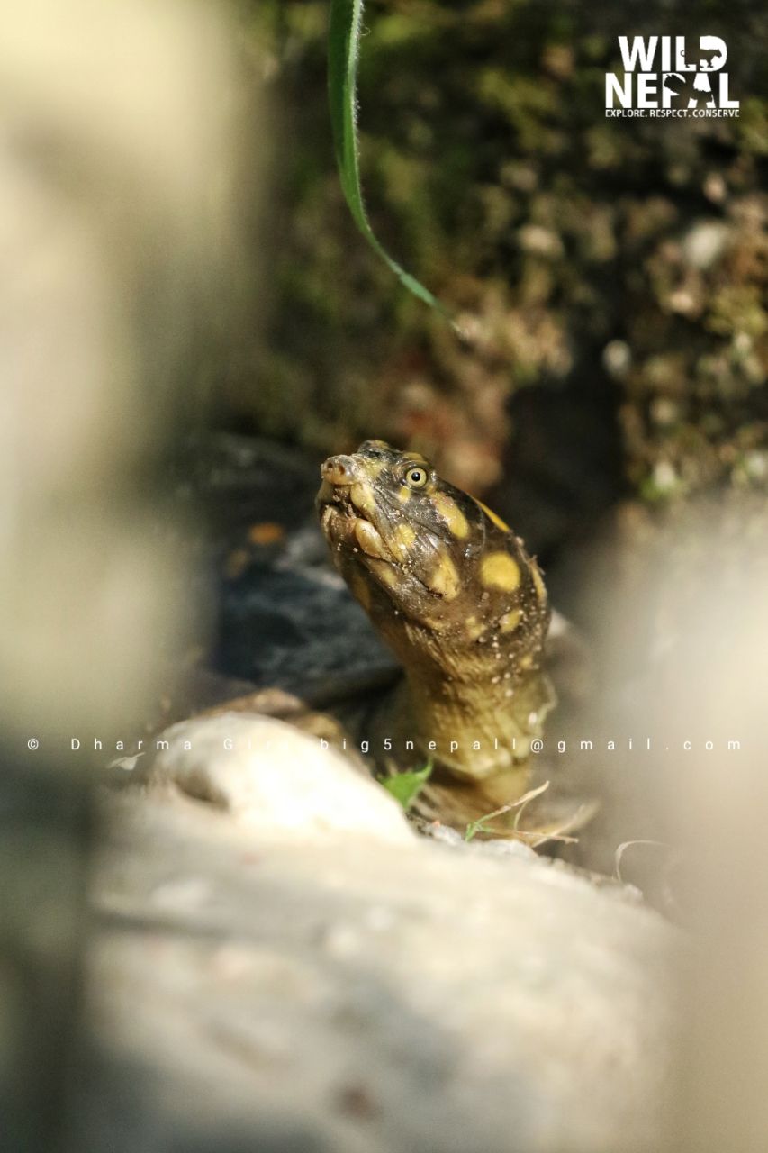 Voice of Nature | 𝗜𝗻𝗱𝗶𝗮𝗻 𝗙𝗹𝗮𝗽𝘀𝗵𝗲𝗹𝗹 𝗧𝘂𝗿𝘁𝗹𝗲 — a vulnerable freshwater ...