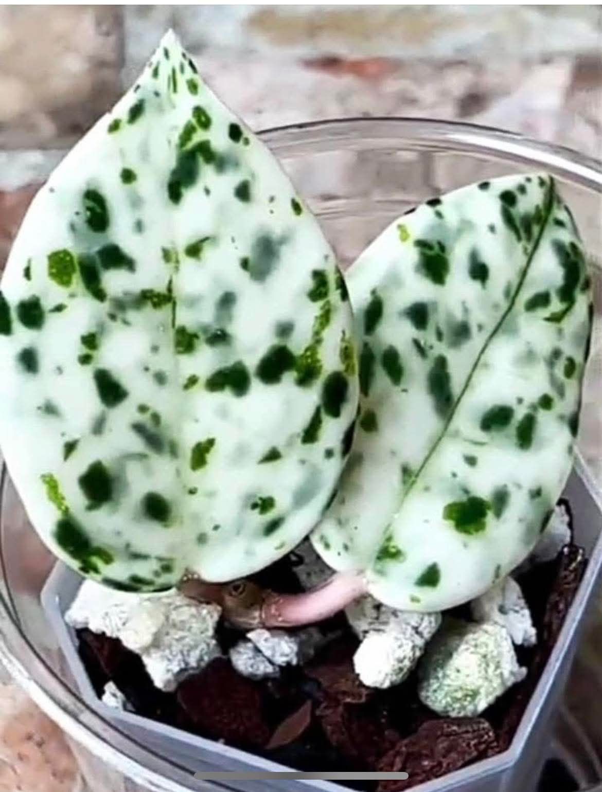 Hoya Carnosa  Angel Madara ミドルカット苗 Hoya carnosa ' Madara angel' カット苗 Hoya Carnosa Madara 'Snow