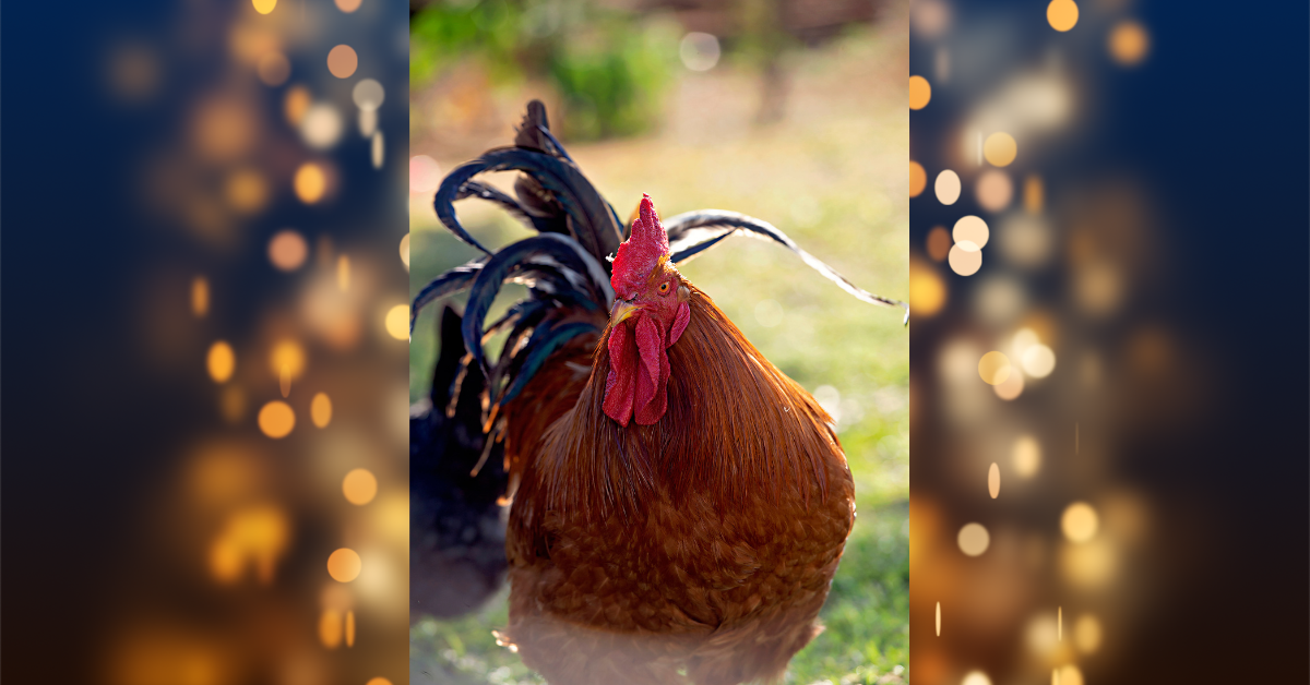 Feather Hill Farm | Cato Ridge