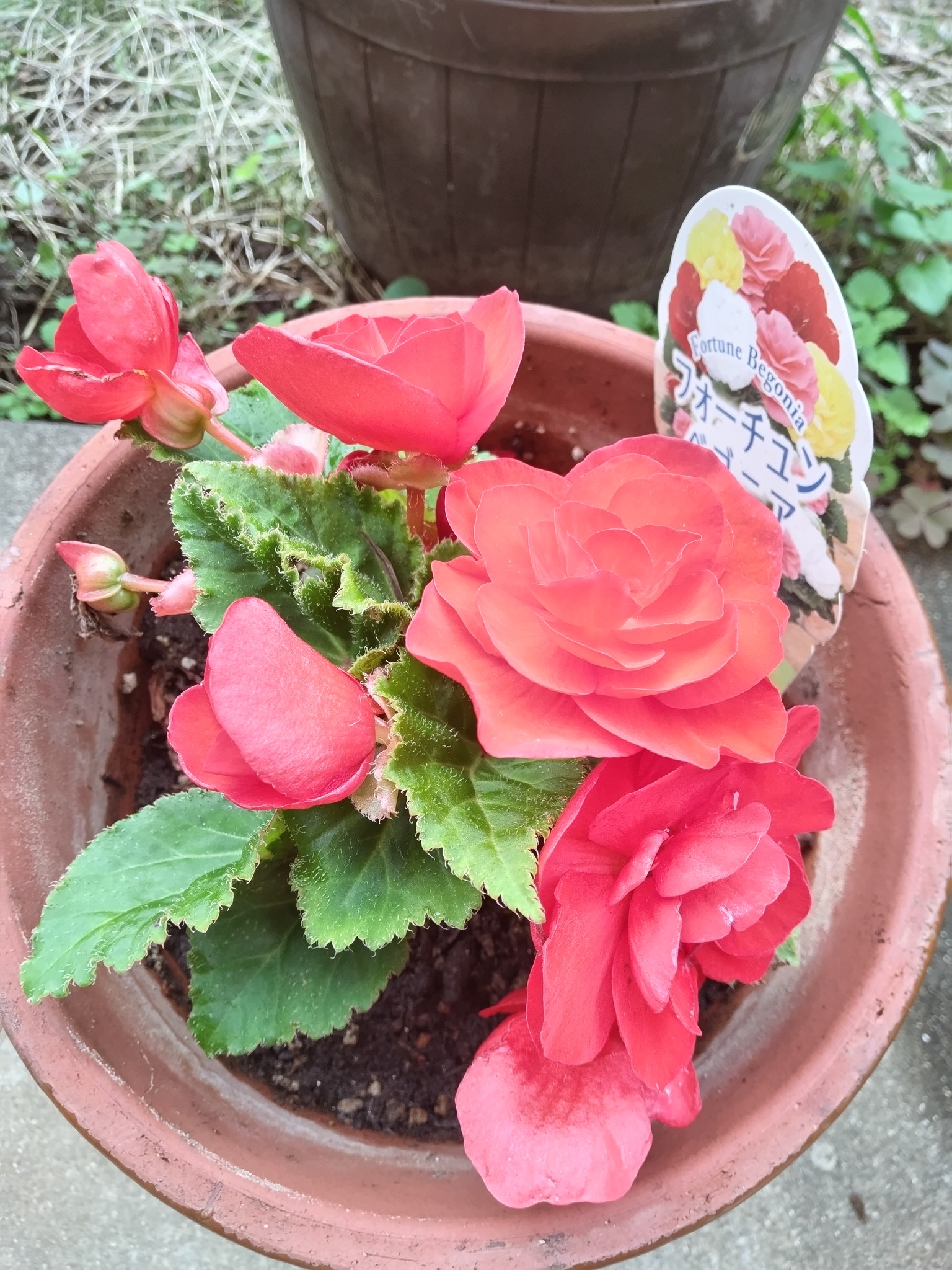 猫の額の鉢植え フォーチュン・ベゴニア です(^^♪