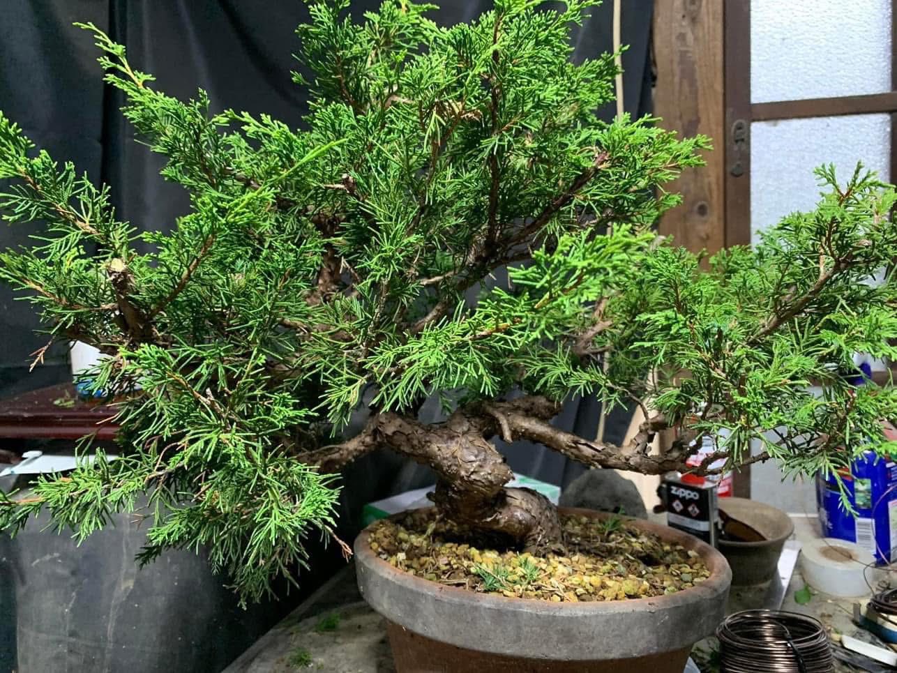 盆栽大好き BONSAI | 真柏枝抜き。 | Facebook