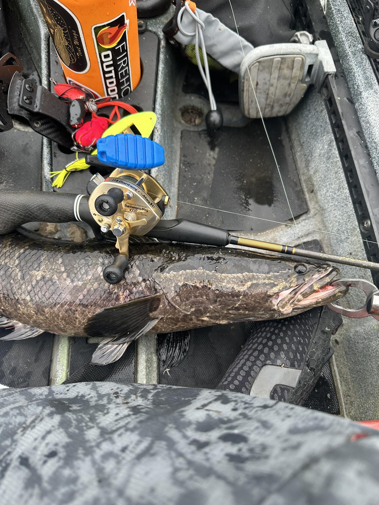 shimano bantam mag with rod MGL Casting Reel Hauling fish out of thick cover and burning in those big Shimano Bantam MGL A 150