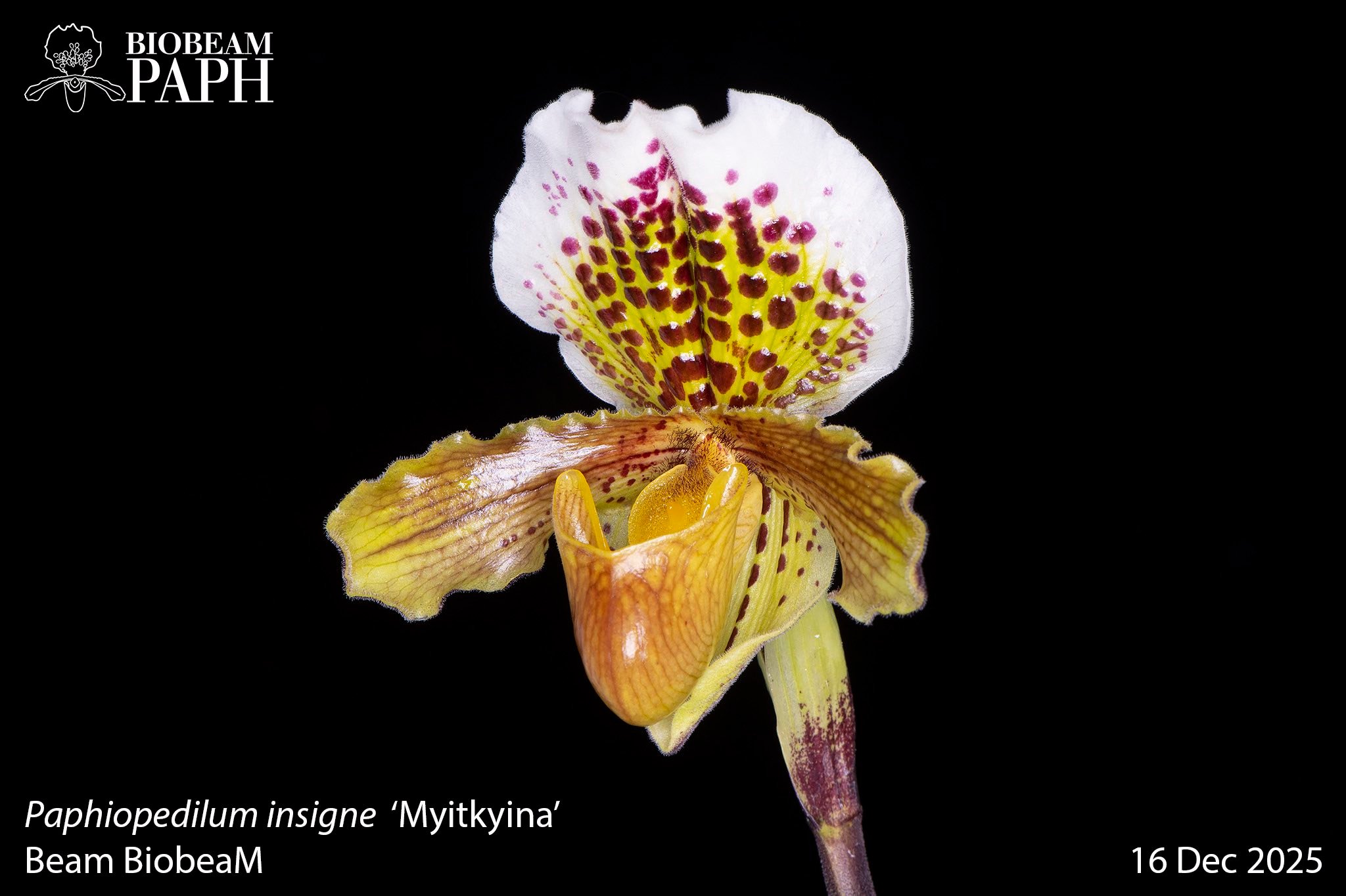 What type of wild orchid is this in North Myanmar?