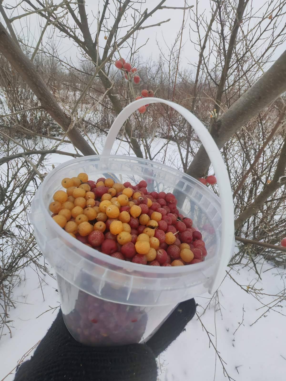 НІШЕВІ ПЛОДОВІ КУЛЬТУРИ - NICHE FRUITS | СМАКУЙМО АКІҐУМІ | Facebook