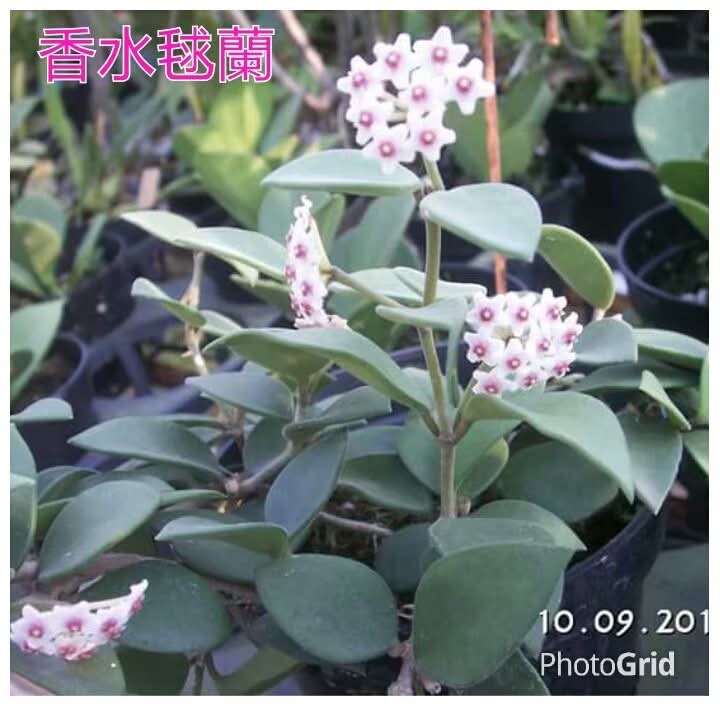 售蘭花