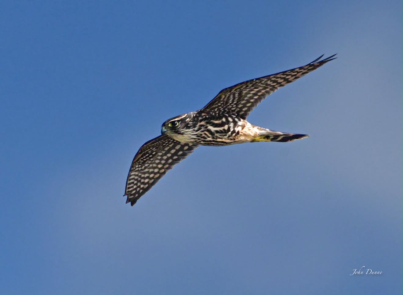Merlin…Nikon Z8…Z600 6.3…Long Island NY