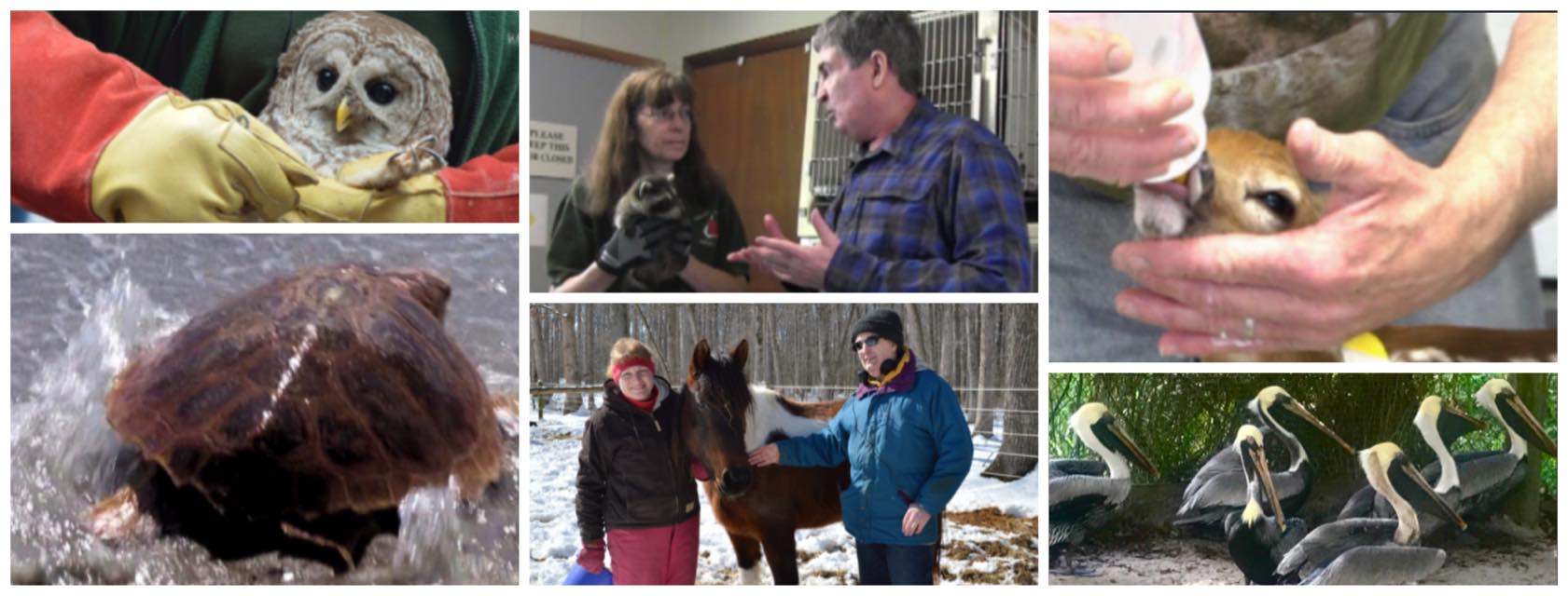 Wild Rescue - Our program, 