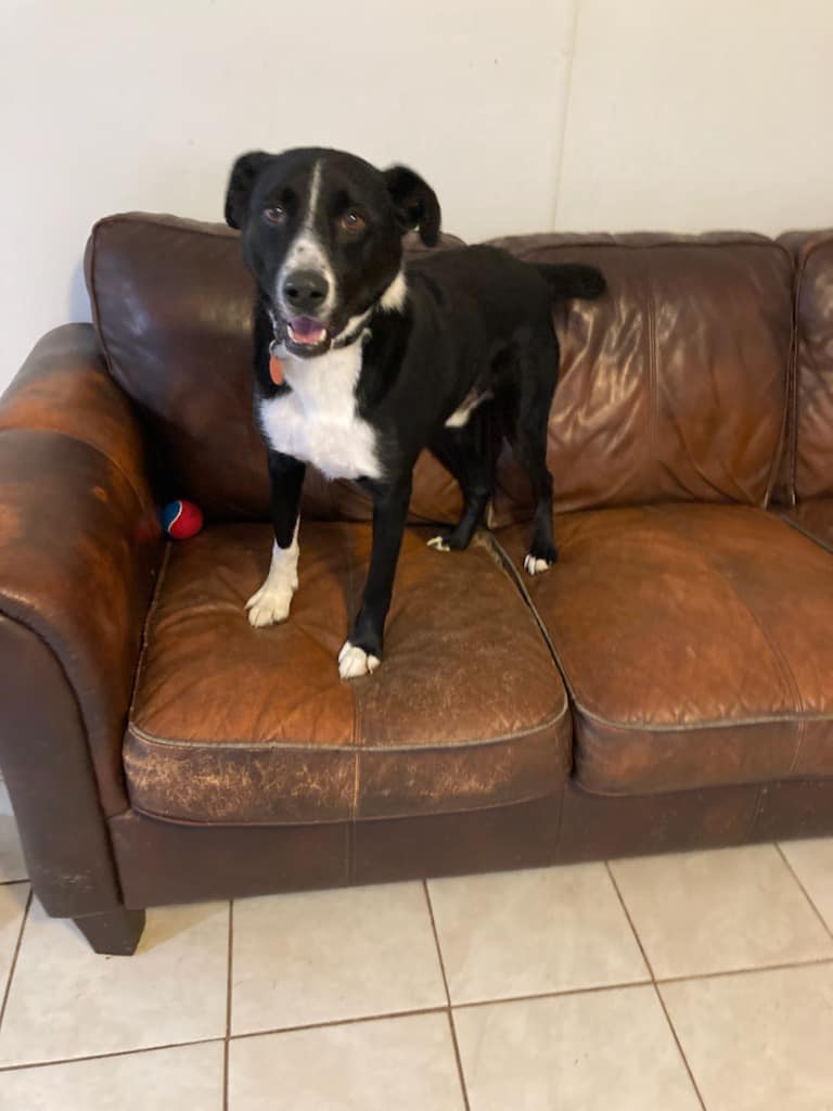 Adopted Archie is a young... - Great Lakes Humane Society | Facebook