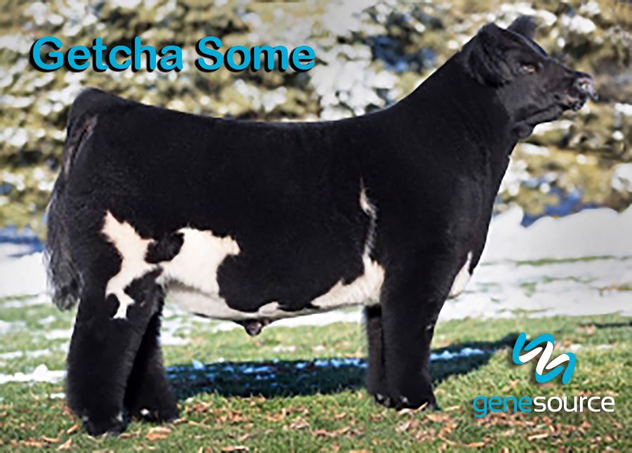 Genesource - A catchy name for a dang good bull. Get your...