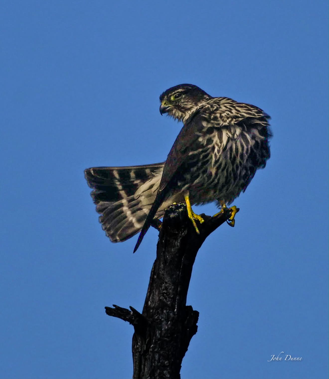 Merlin…Nikon Z8…Z600 6.3 + tc1.4…Long Island NY