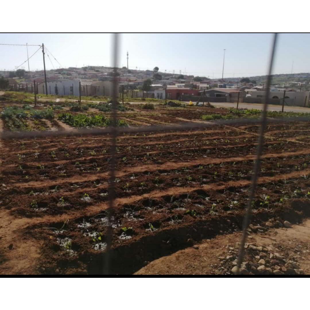 Do4SA - Do4SA Eco Buddies Self Sustainable Vegetable... | Facebook