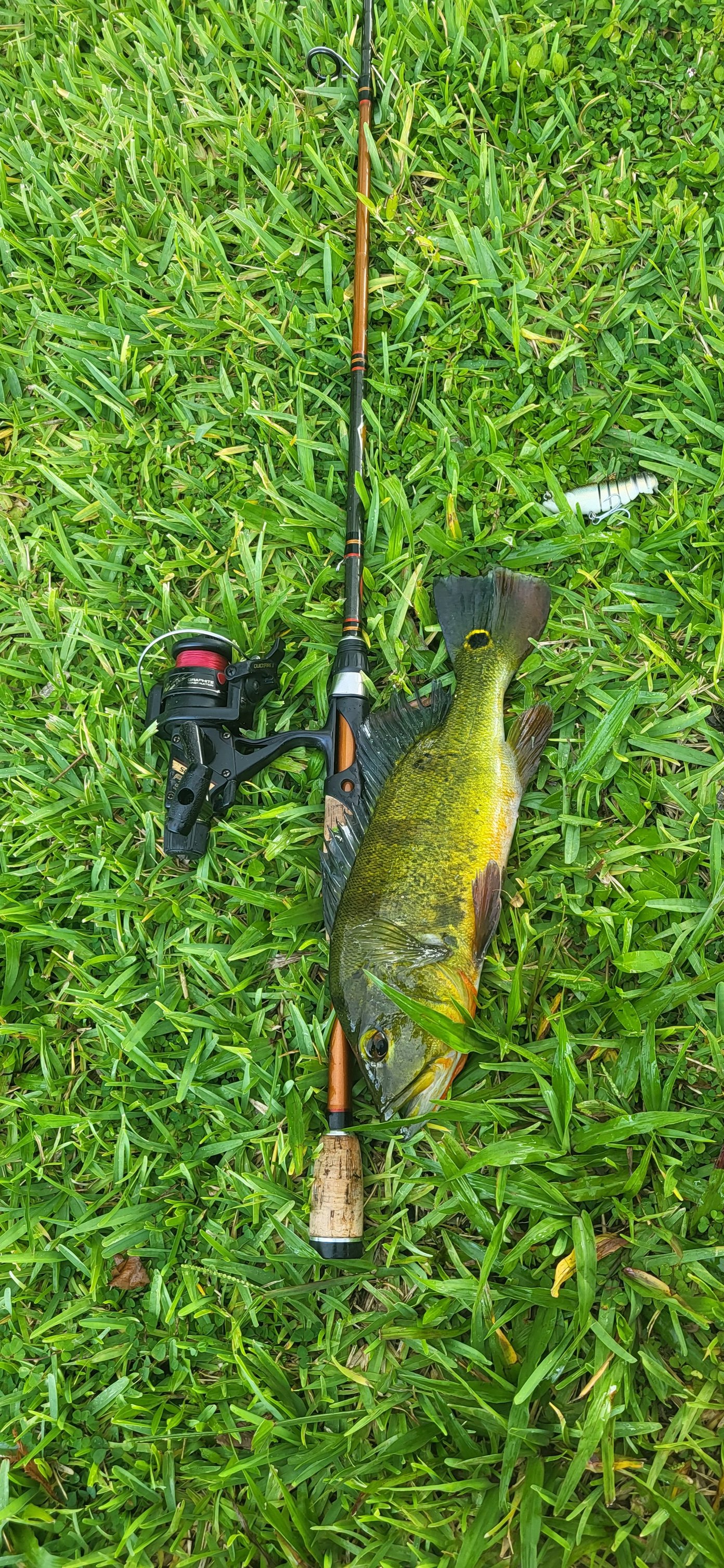 best reel for peacock bass fishing Giant in the Brazilian Amazon Florida spot for peacock bass
