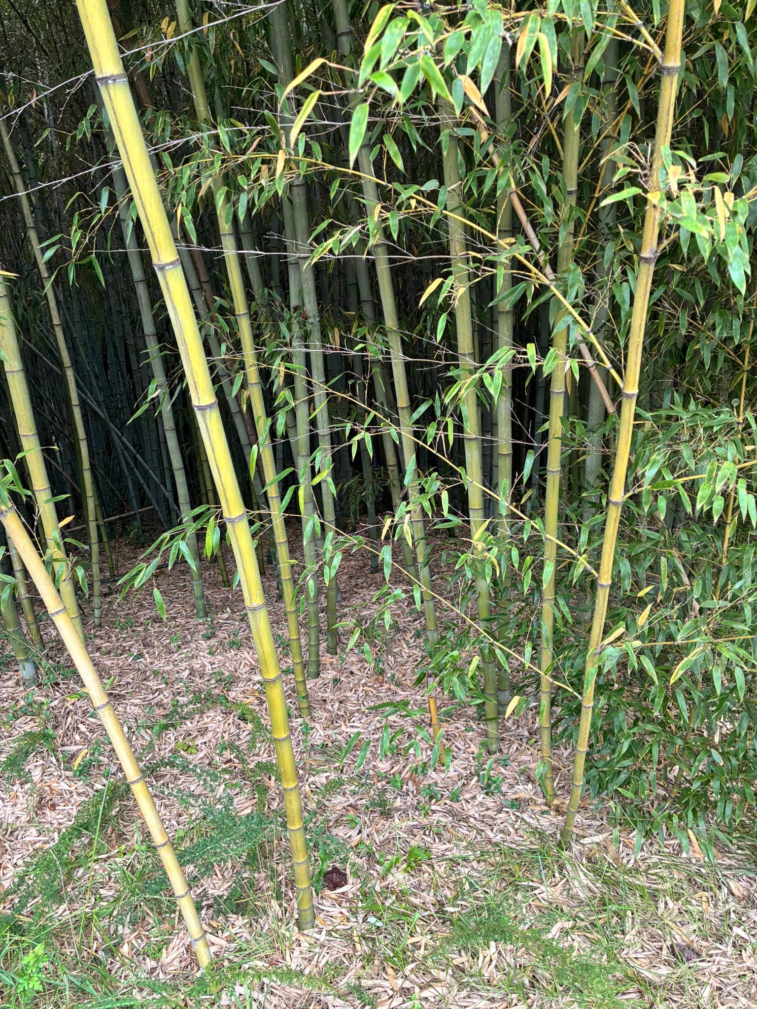 bamboo fishing cane pole Vintage with Bobber, Hook, Line and Sinker Leave the high Cane Pole Bream Buster Fishing