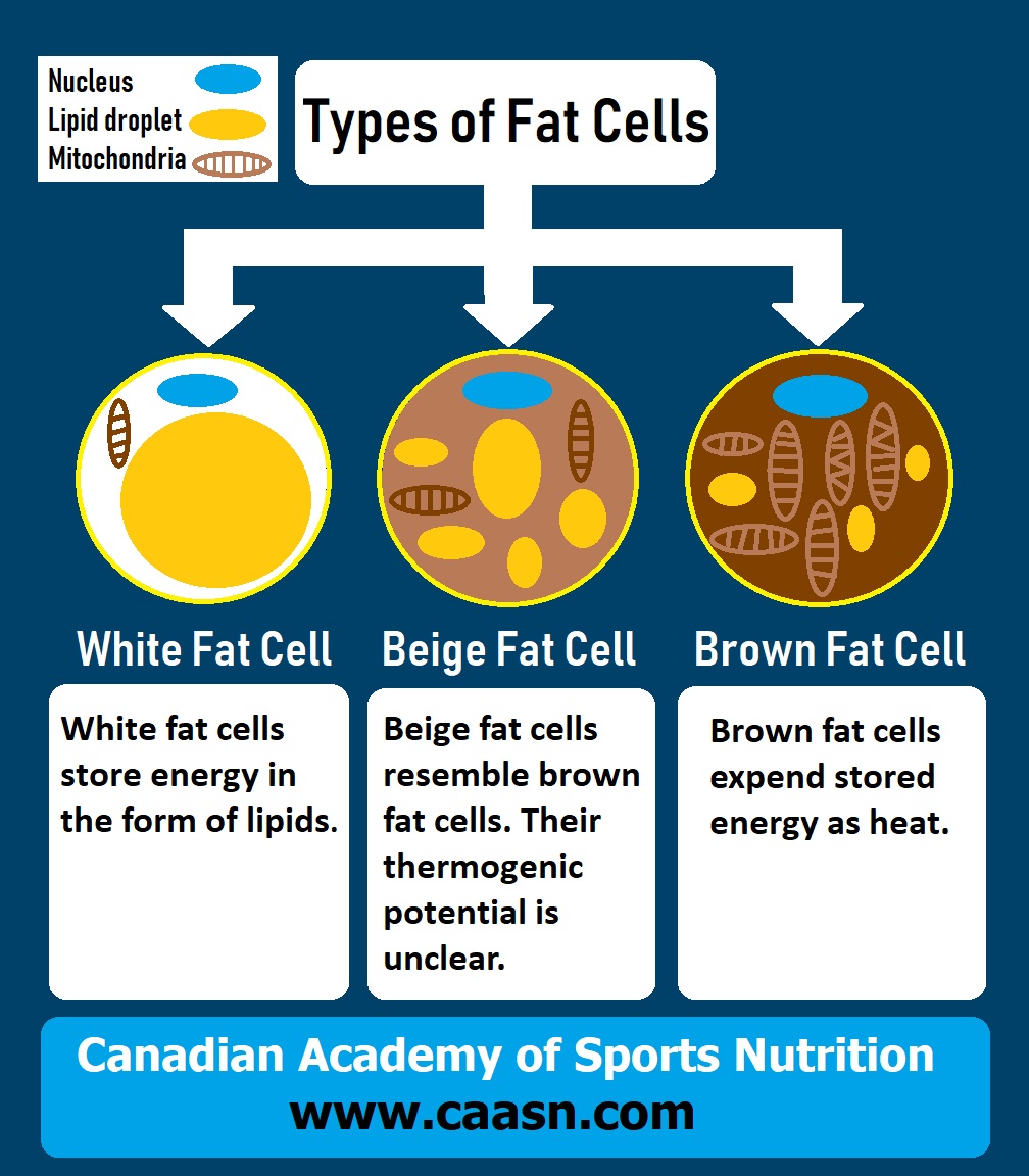 Types of Fat Cells:... - Canadian Academy of Sports Nutrition