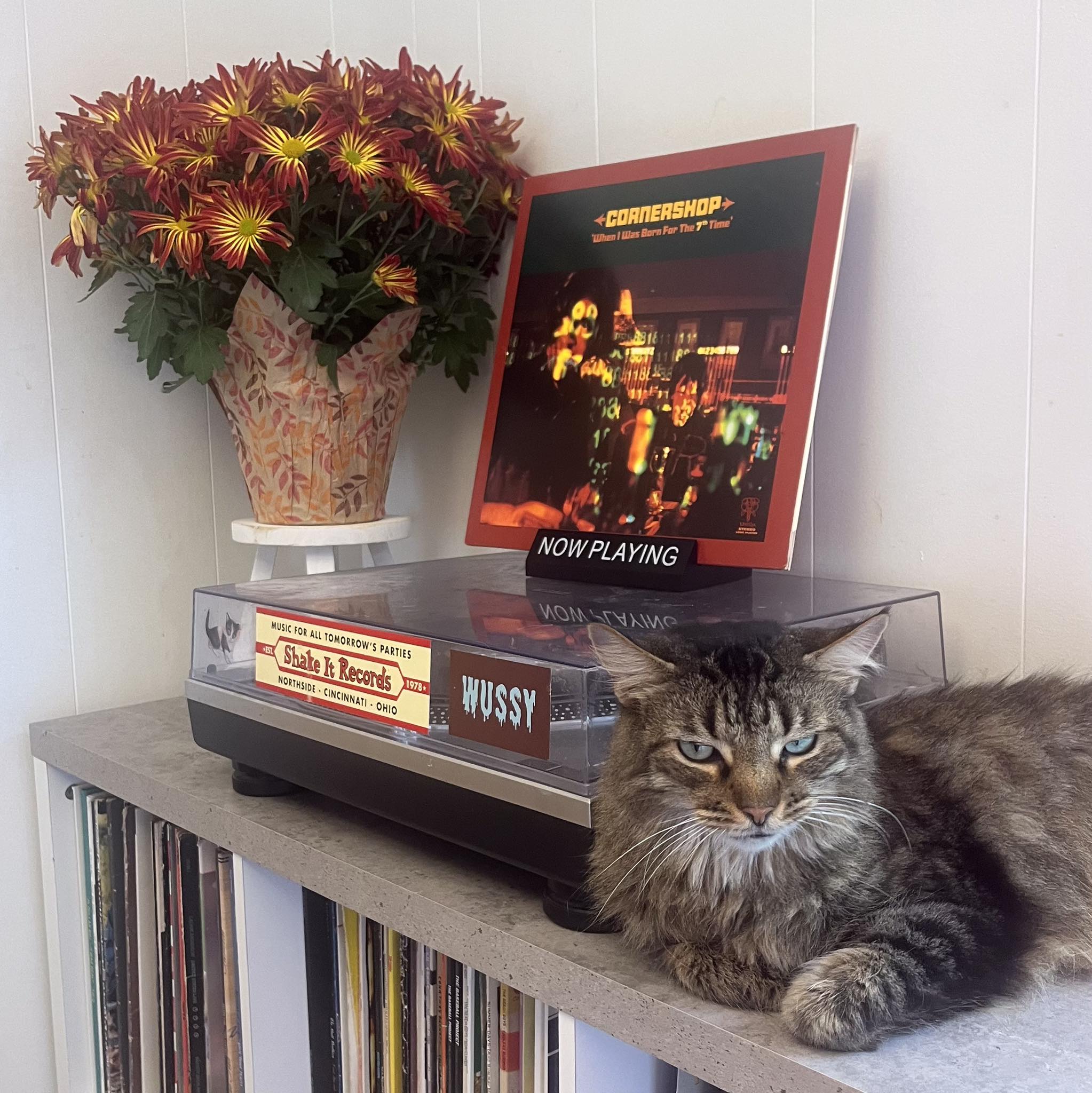 Cornershop released 'When I Was Born for the 7th Time' 29 years