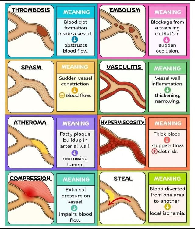 Basic Anatomy & Physiology | This image is a medical illustration ...