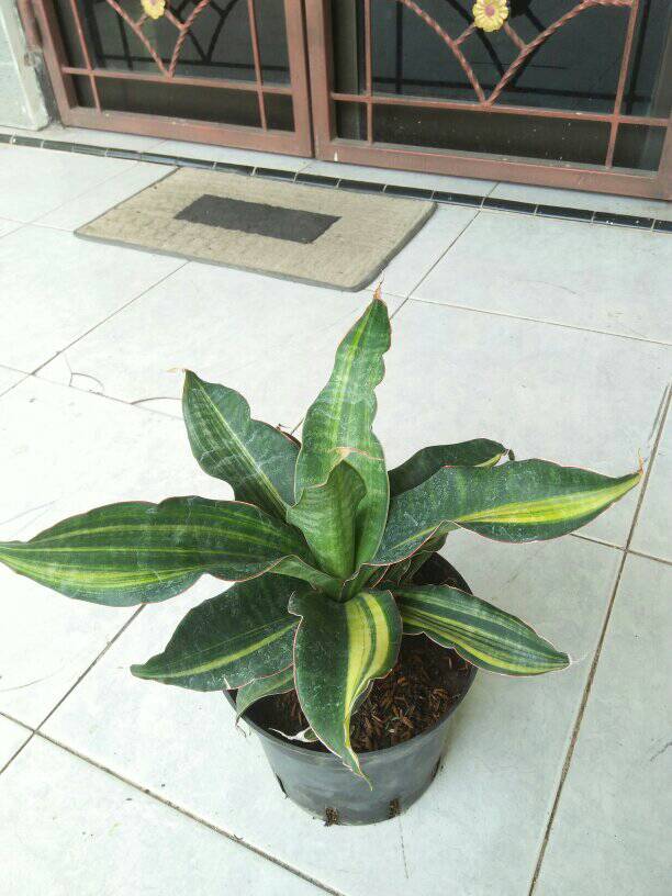 Black pearl  Sansevieria Black pearl Variegated