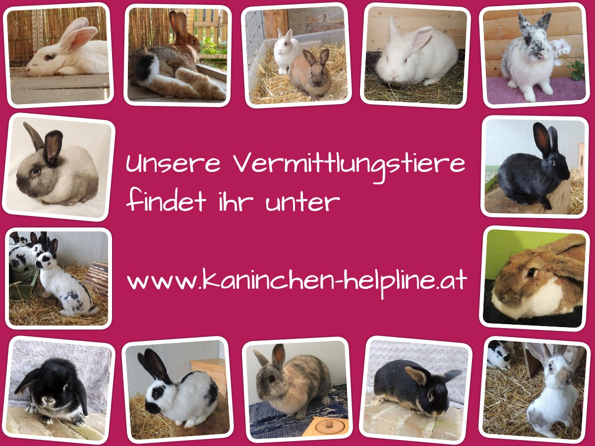 Kaninchen Helpline Posts Facebook
