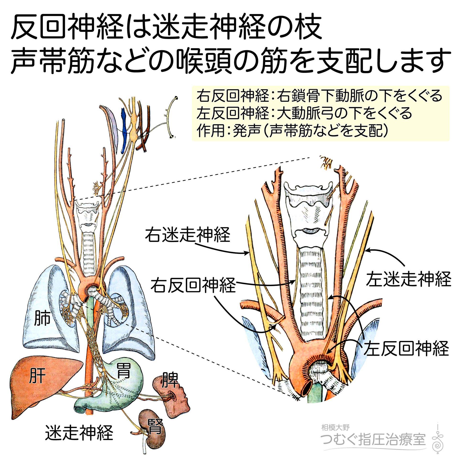 反 回 神経 と は