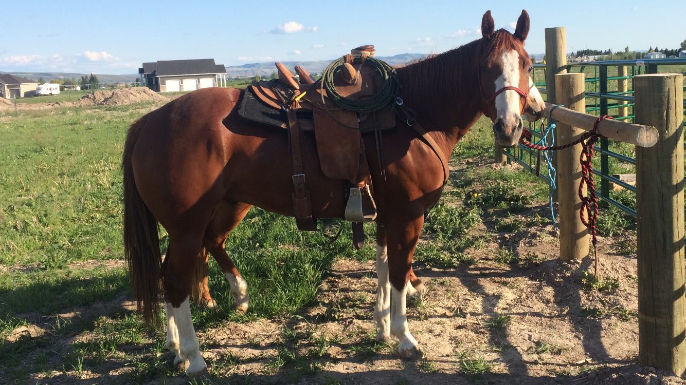 Winnemucca Ranch Hand Rodeo Weekend - Winnemucca Horse Sale - March 2nd ...