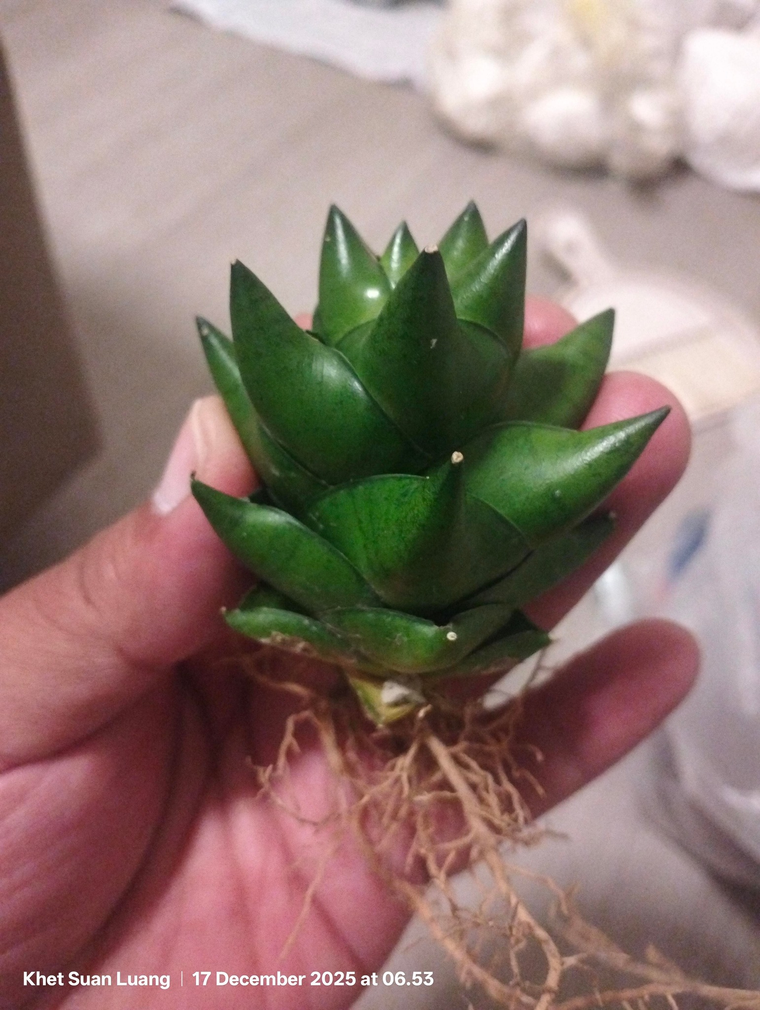 sansevieria 'green ant'
