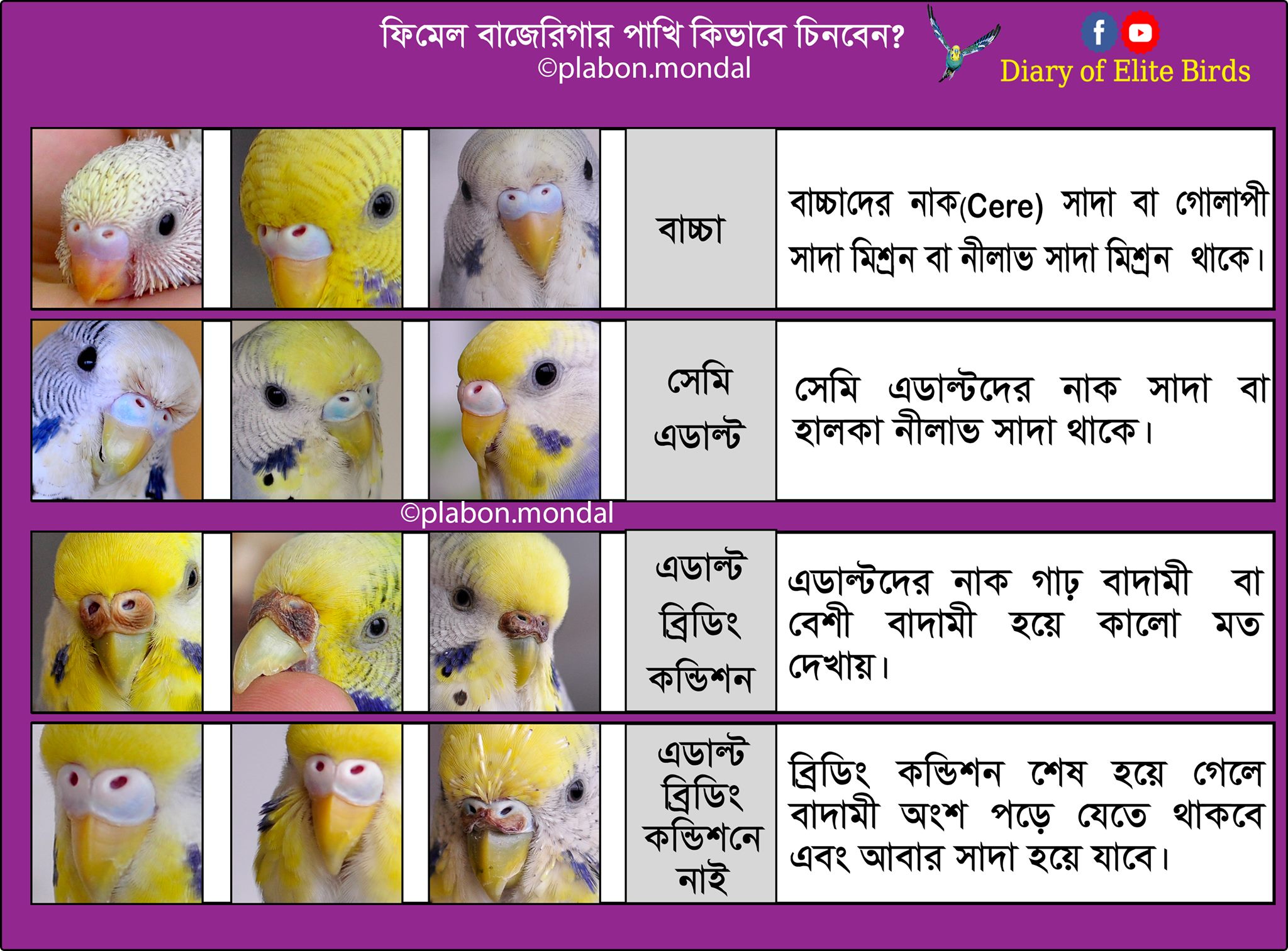 diary-of-elite-birds-facebook