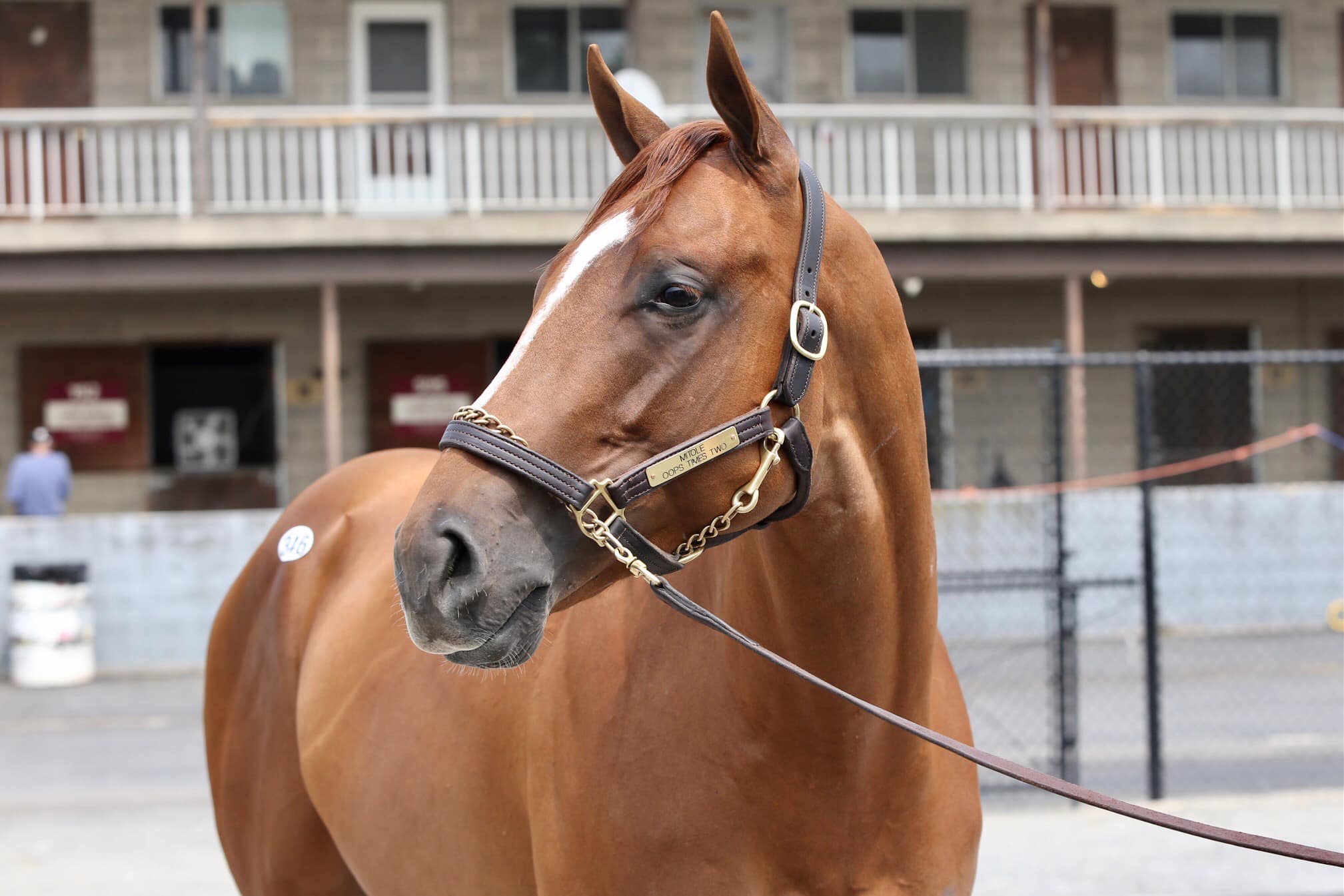 Hip 228 Liam’s Map colt Hip 346... - Greg Foley Racing Stable | Facebook