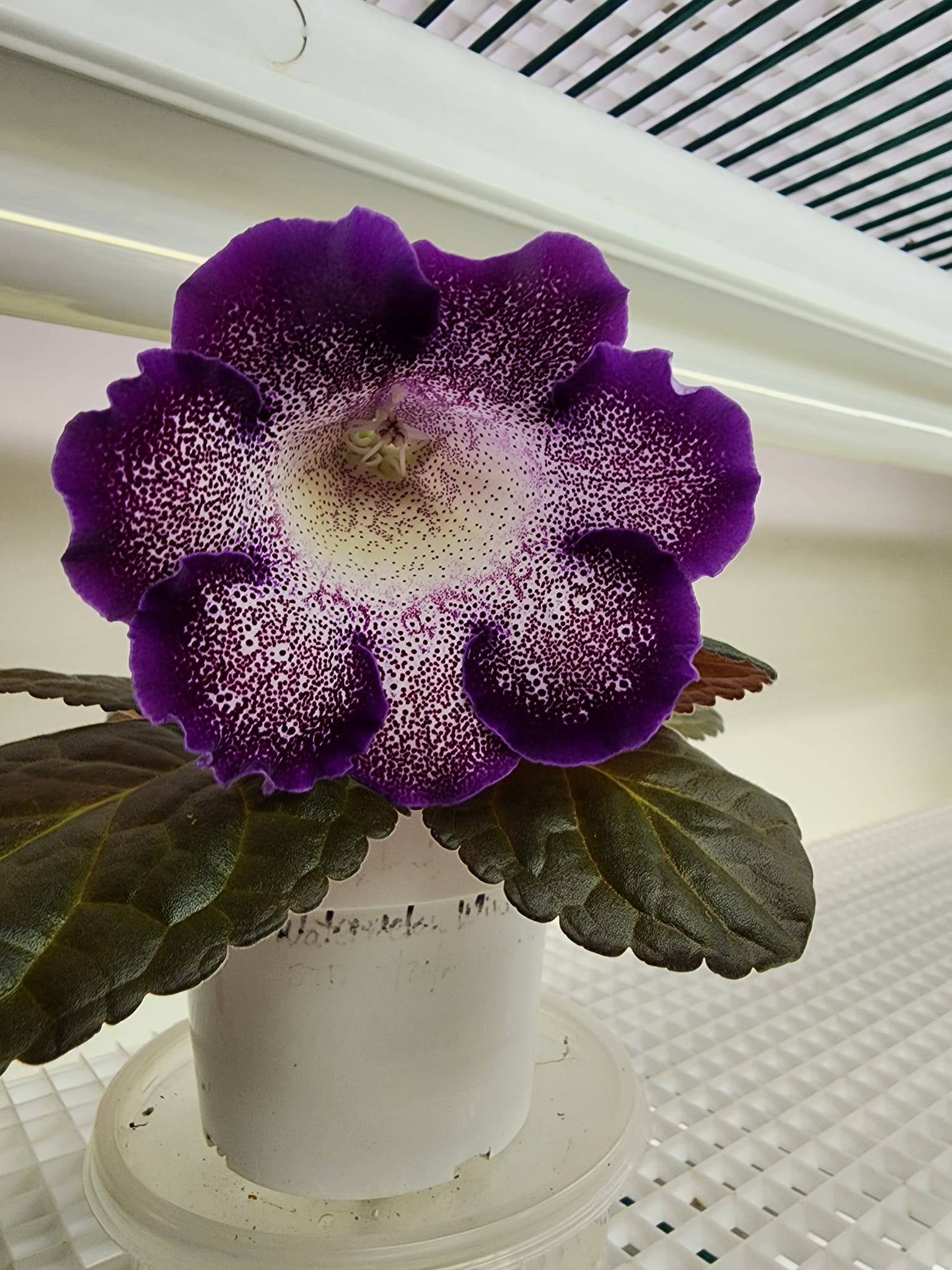 Hohenlaeaicum 'Darth Vader' plant description