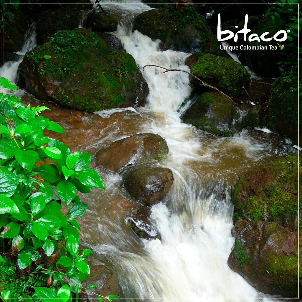 El medio ambiente puro donde... - Bitaco Tea, A Cup of Magic