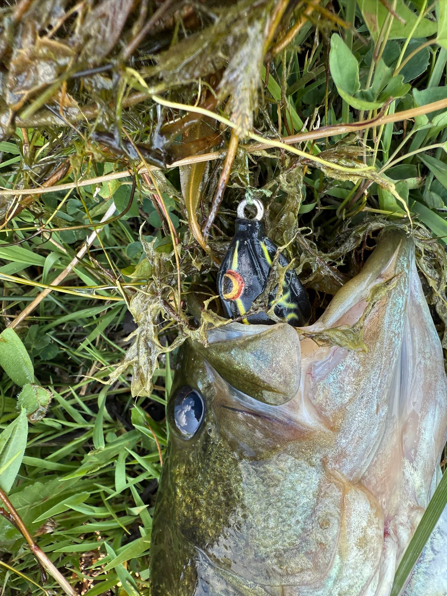 bass lure of the month club Angler (Subscription) – Candy Baits Lew's Mach Crush SLP made in USA Model:Phantom Hitch ROF 12