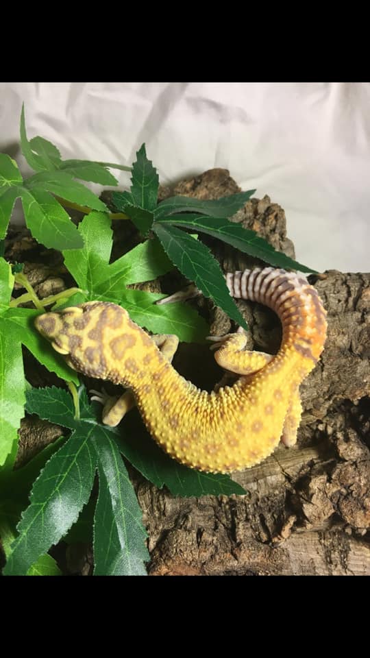 Groovy Geckos