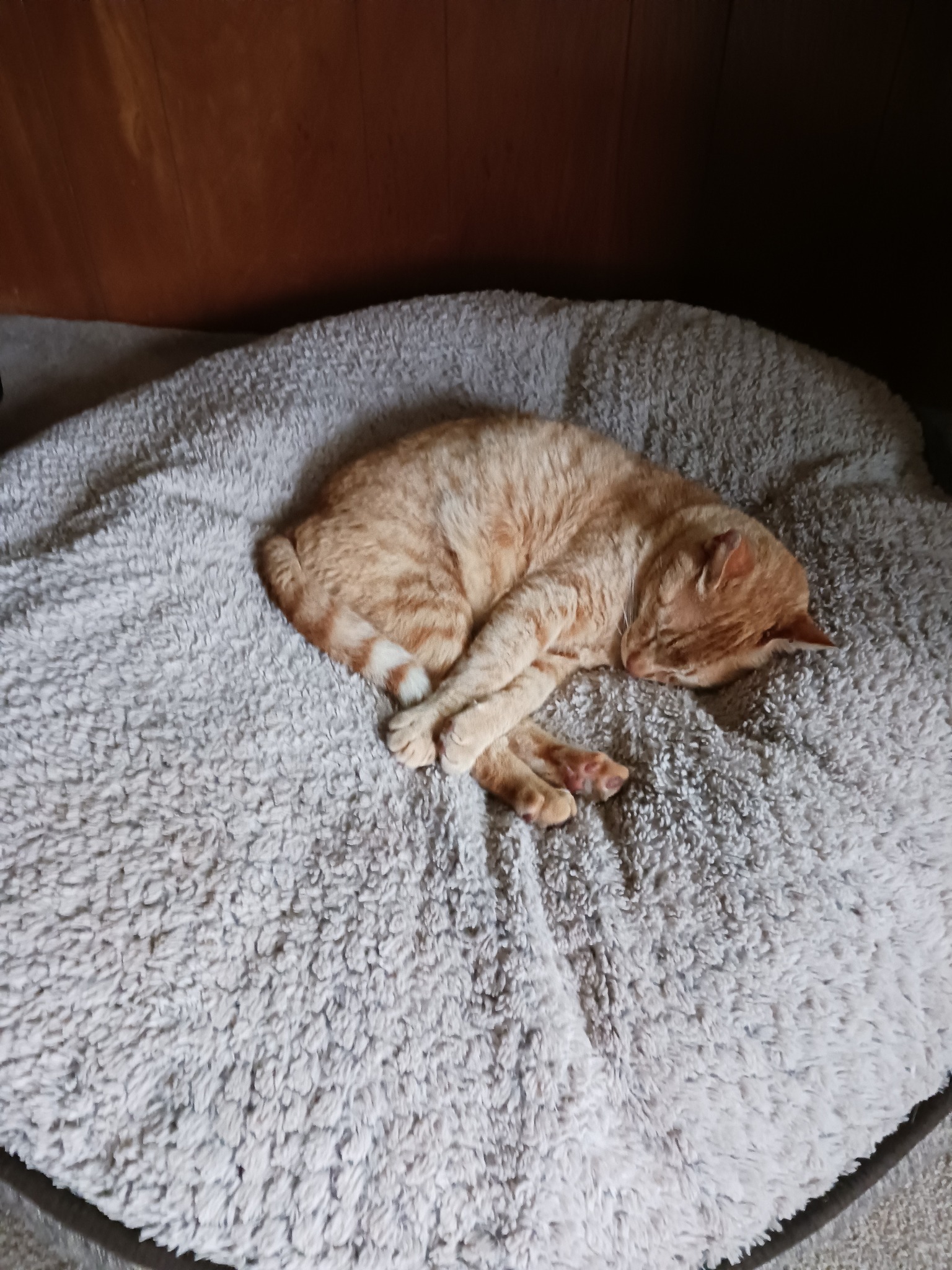 Lost in Indian springs/Graysville area 706-937-4227 Orange male