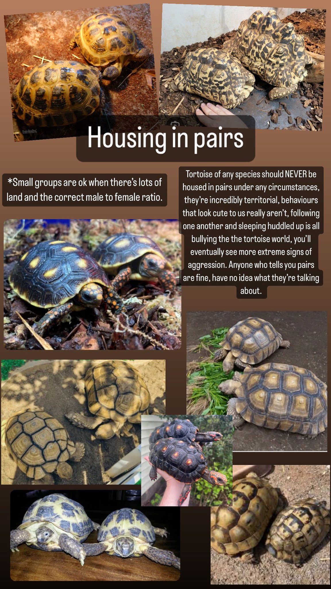 Housing in pairs *Small groups are ok when there's lots of land and the ...