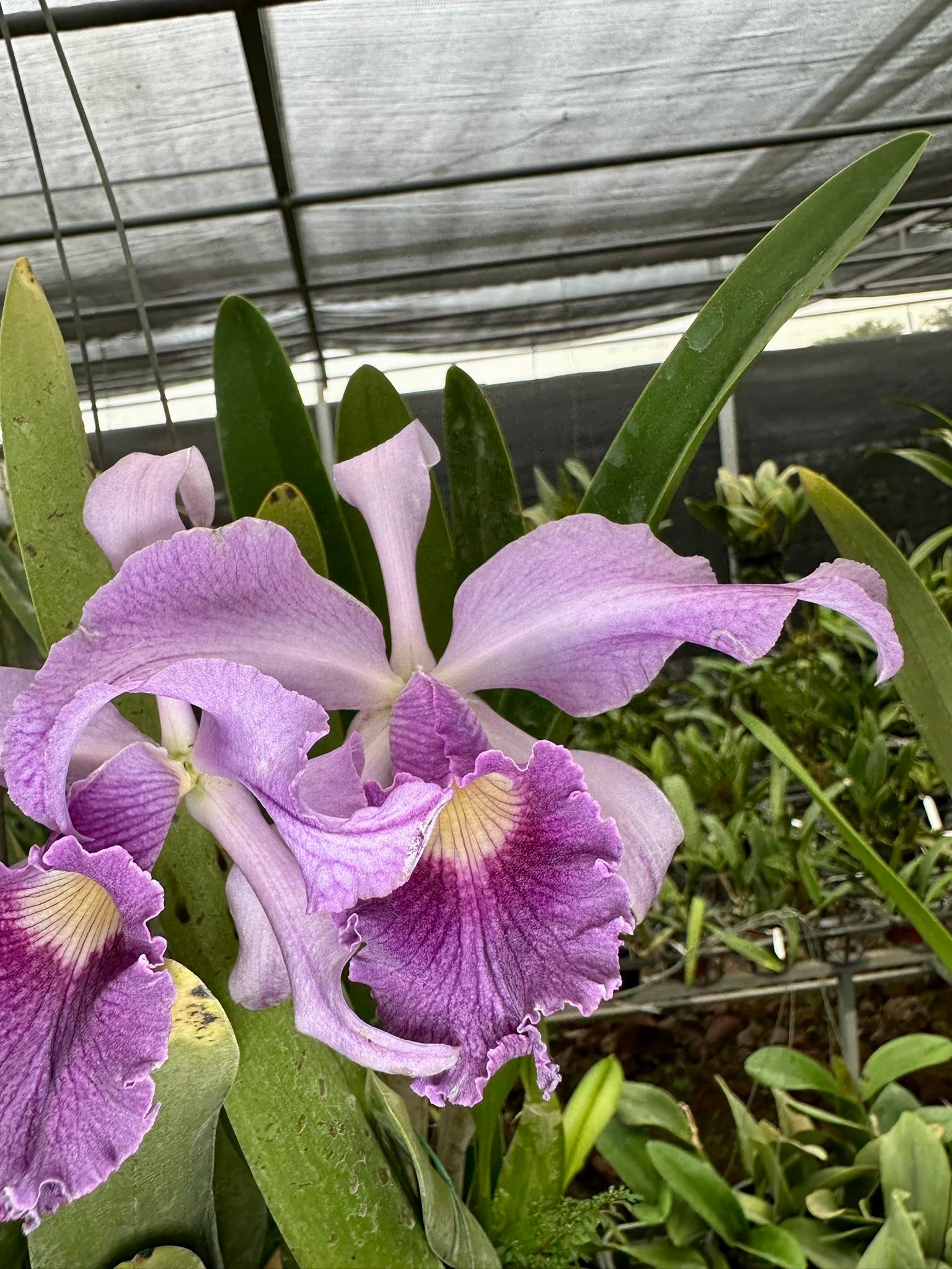 Laeliocattleya Canhamiana 'Azure Skies' orchid seedlings
