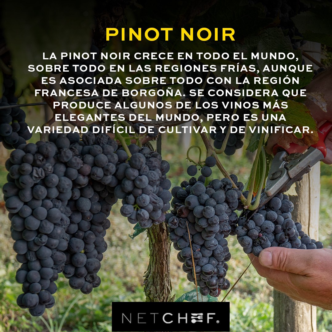 NetChef - Si tu pasión es la cocina y quieres compartírselo al mundo ...