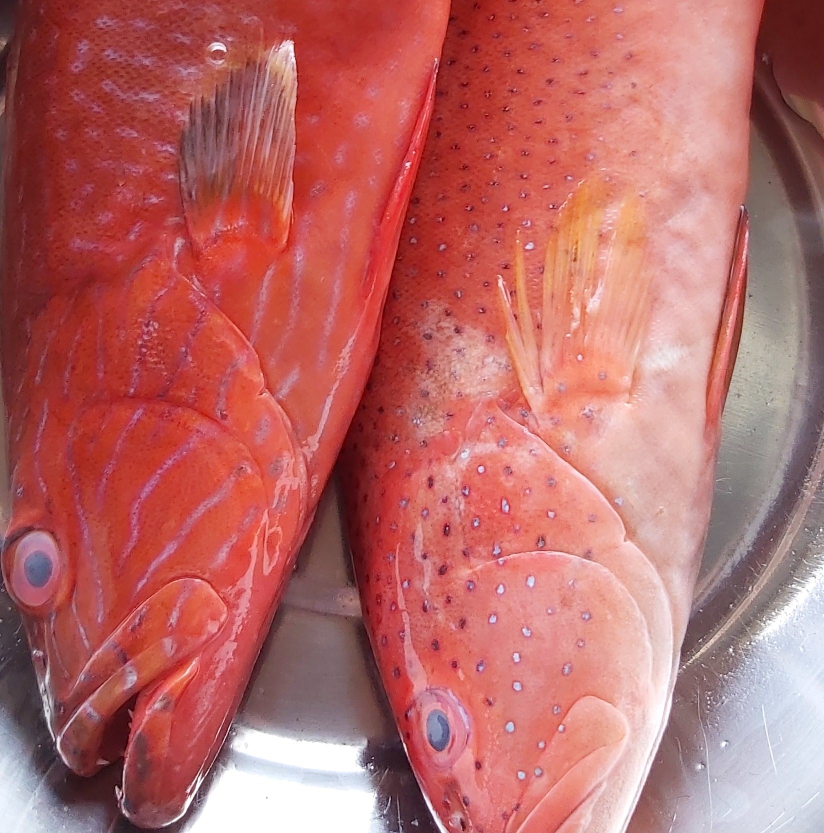 NerChie Online Fresh Seafoods