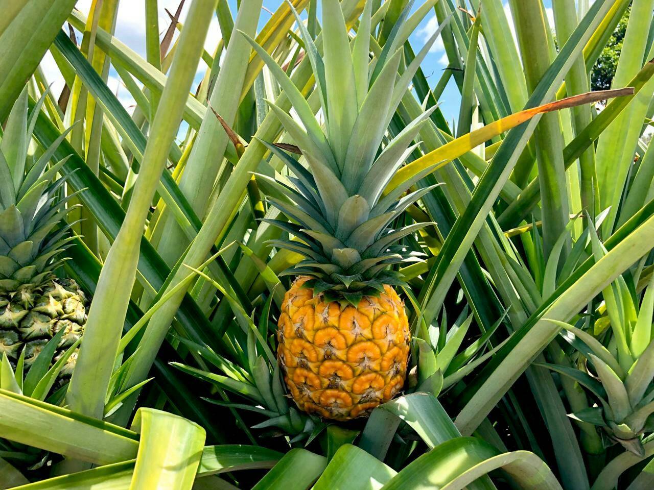 Piña Md2 Gold - Casanare