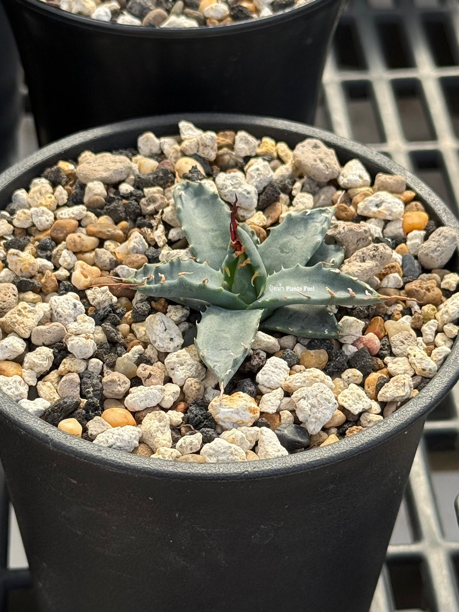 Agave Hybrid (Isthmensis*Utahensis) seed grown
