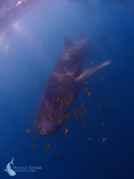 Whale Shark Mexico / Tiburón ballena México - ¡Conoce a Henry (y su ...