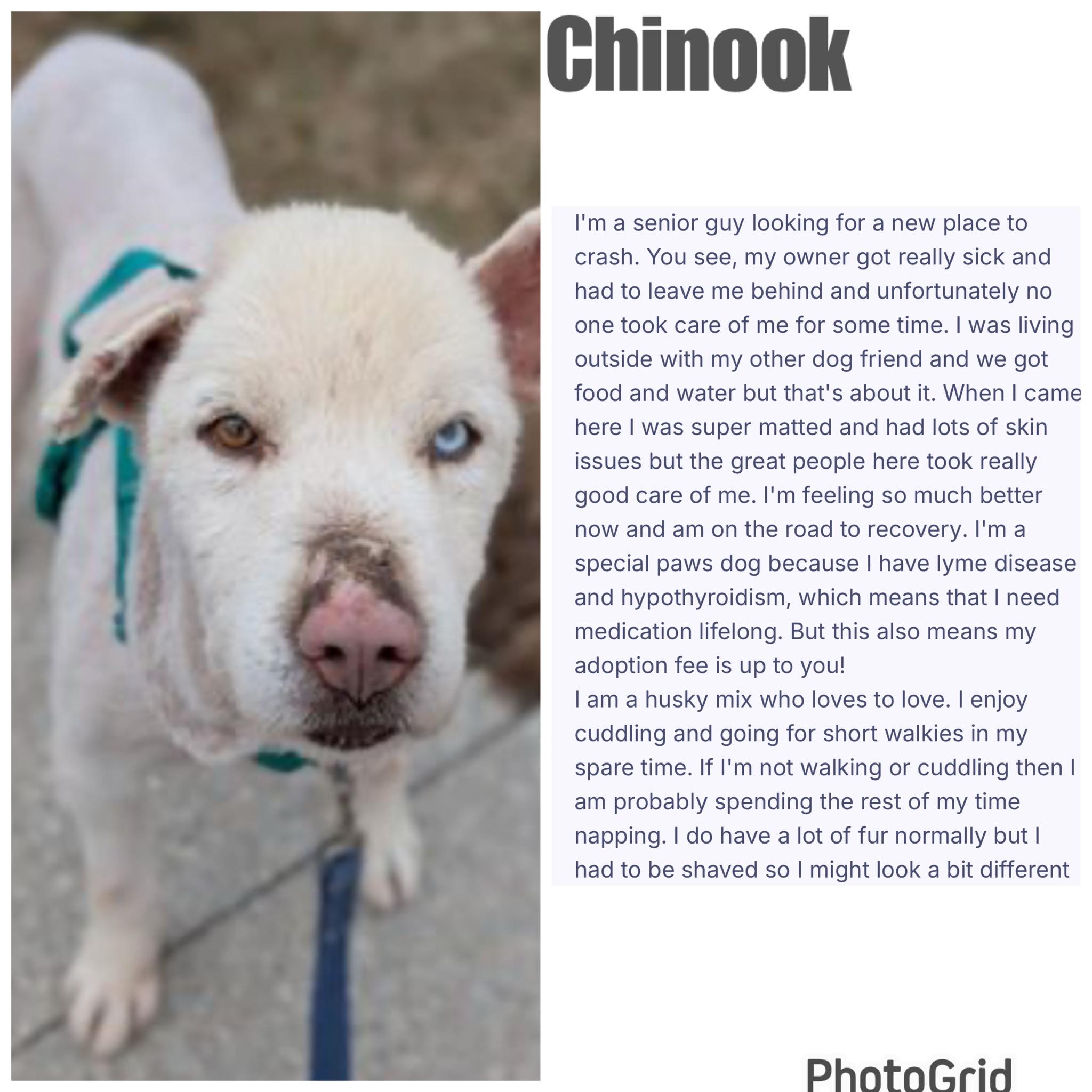 Harrow, Essex, Amherstburg Area Lost Pets, Pet Finder and Services ...