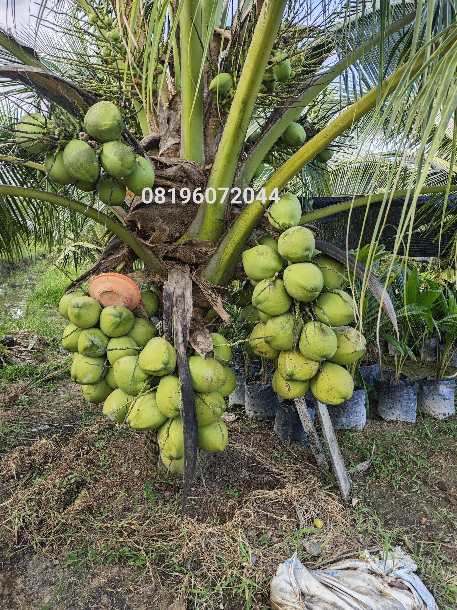 Ramon - Kelapa asal Thailand yg byk tumbuh di Indonesia 😅 | Facebook
