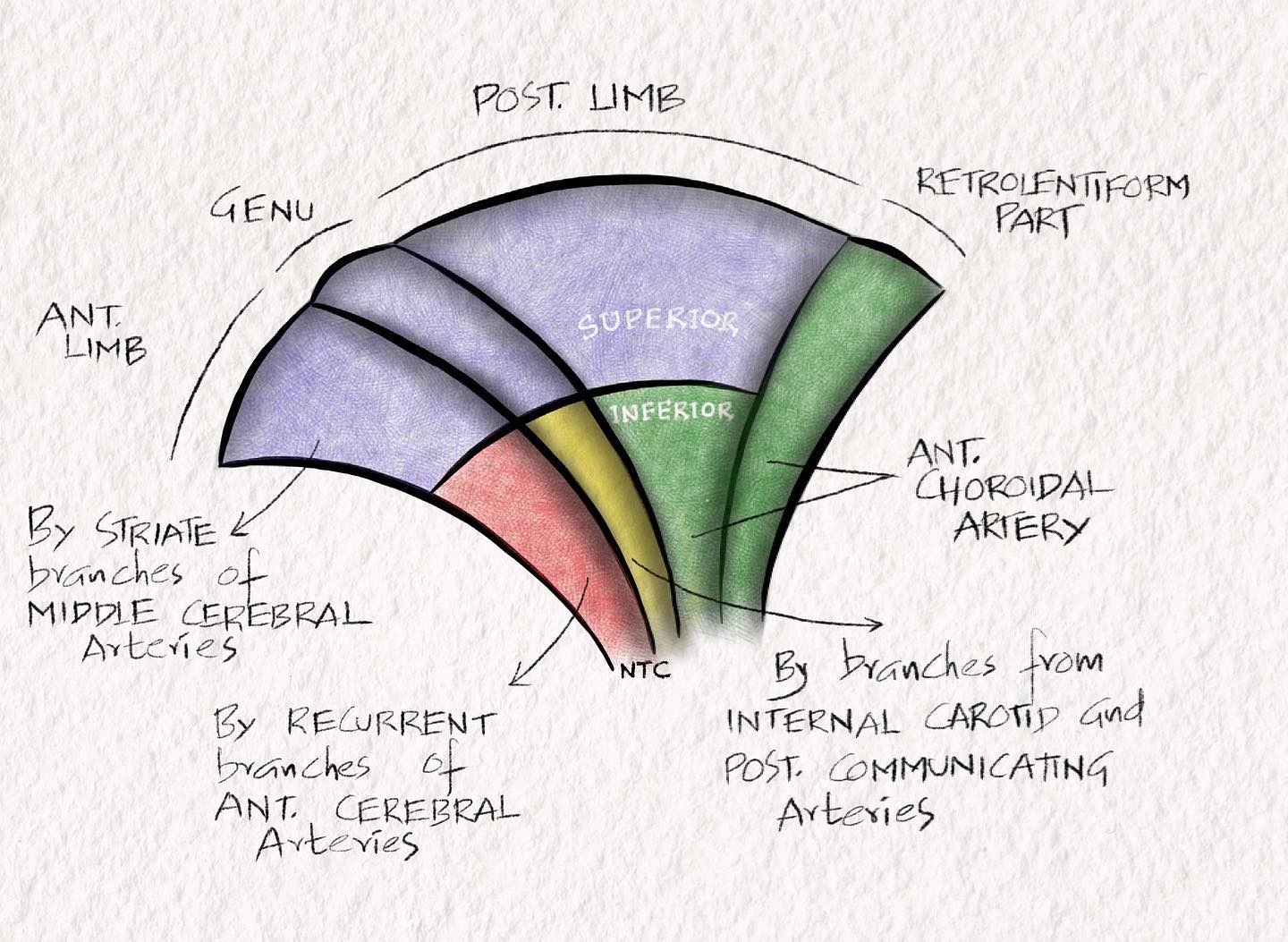 The blood supply of the internal... - Neurology Teaching Club