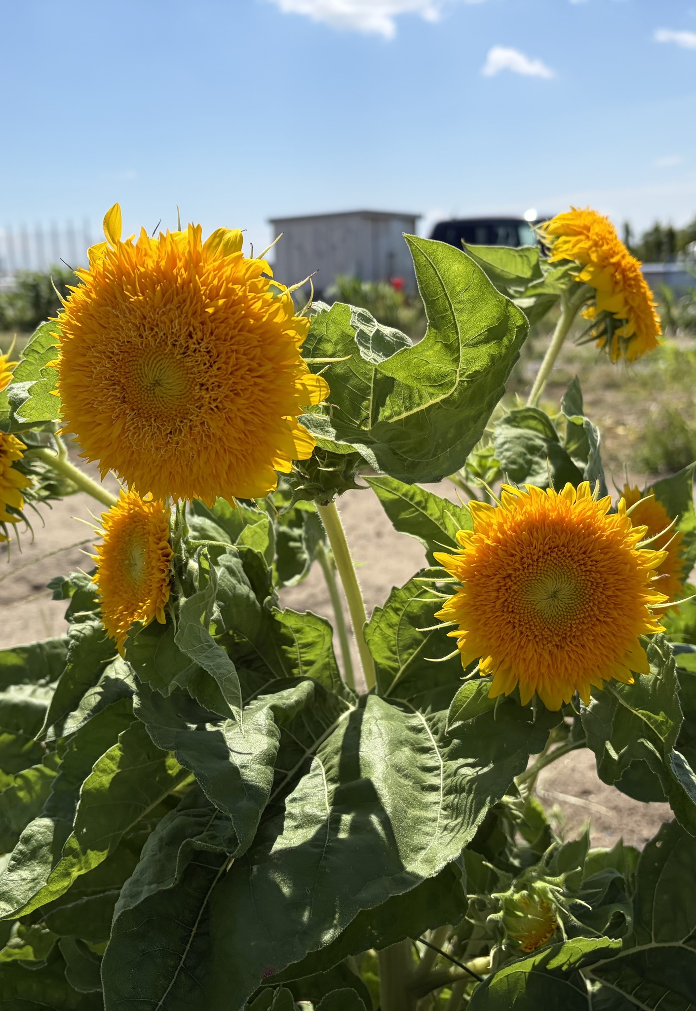 ひまわり🌻 水曜日買い物の帰り，畑に咲いていたひまわり🌻 名前は
