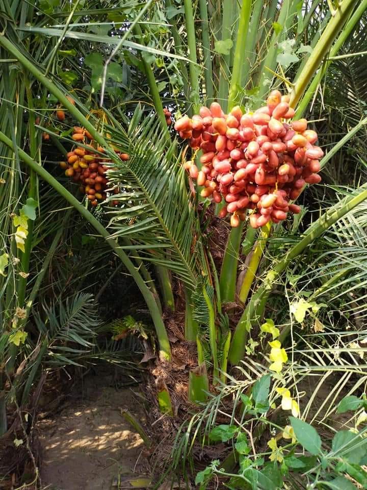 PATTOKI PLANT GROUP | Facebook