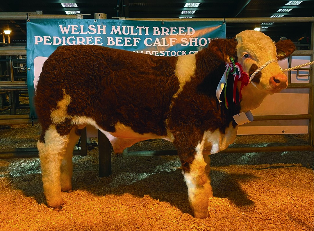 British Simmental Cattle Society - ‘NITRO’ BLOWS AWAY THE COMPETITION ...