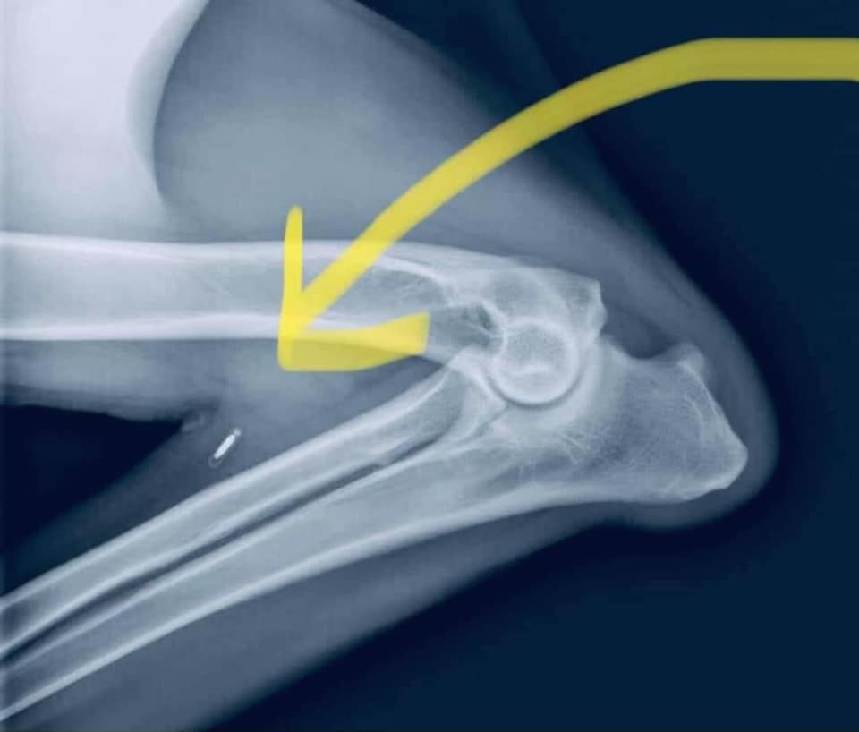Kingdom - ‼️Useful information ‼️ This is an X-ray of a dog’s bent ...